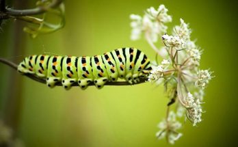 Mơ thấy sâu bọ